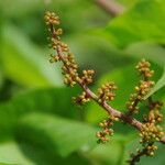 Ampelocissus barbata عادت داشتن