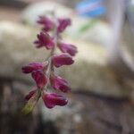 Bulbophyllum pumilum