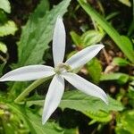 Hippobroma longiflora Kwiat