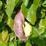 Aristolochia littoralis Λουλούδι