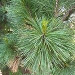 Pinus peuce Листок