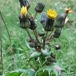 Sonchus asper Flor