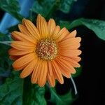 Gerbera viridifolia Flower