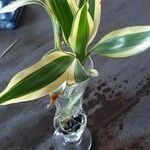 Dracaena braunii Fuelha