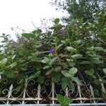 Tibouchina grandifolia عادت داشتن