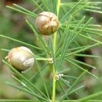 Asparagus umbellatus Other