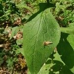 Doronicum austriacum Hoja