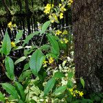 Lysimachia vulgaris 葉