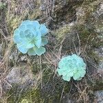 Aeonium aureum 整株植物