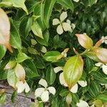 Cornus hongkongensis Leaf