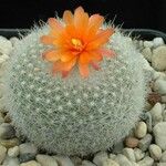 Parodia haselbergii ᱛᱟᱦᱮᱸ