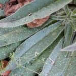 Echium asperrimum Leaf