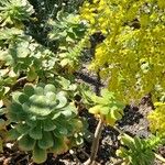 Aeonium undulatum Цвят