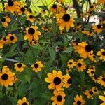 Rudbeckia triloba पत्ता