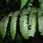 Cyathea pungens 叶