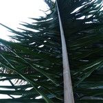 Attalea maripa Folha