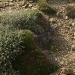 Teucrium subspinosum Habitat