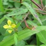 Ludwigia erecta 其他