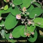 Cotoneaster zabelii Flower