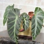 Begonia angularis Hostoa