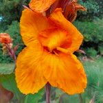 Canna × hybridaЦветок