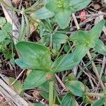 Lysimachia arvensis Blatt