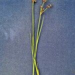 Juncus alpinoarticulatus Hábitos