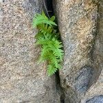 Polypodium californicum Hoja