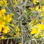 Genista lydia Hostoa