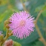 Mimosa pudica Kukka