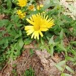 Buphthalmum salicifoliumFlower