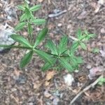 Galium palustre Blad