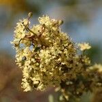 Gymnosporia putterlickioides Flor