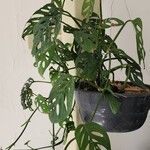 Monstera adansonii Leaf