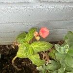 Begonia grandis花