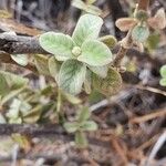 Sericocomopsis hildebrandtii Leaf