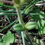 Cerastium pumilum Foglia