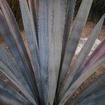 Agave tequilana Leaf
