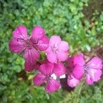 Dianthus japonicus Kukka