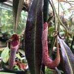 Nepenthes mirabilis Cvet