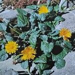 Crepis pygmaea Flower