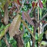 Monodora tenuifolia Blatt