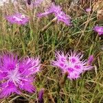 Dianthus hyssopifolius Otro