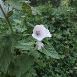 Althaea officinalisCvet