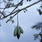 Ceiba pentandra Frukto