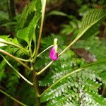 Impatiens niamniamensis Flower