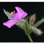 Tradescantia crassifolia Kwiat