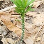 Pereskiopsis diguetii Hábito