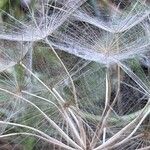 Tragopogon dubius Fruto