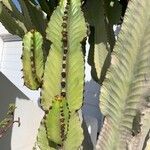 Euphorbia murielii List